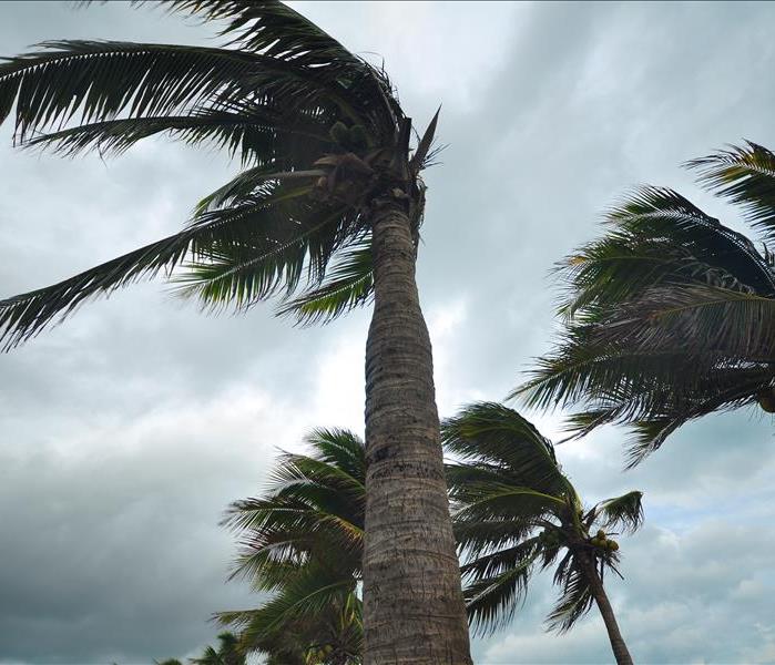 Photo of Palm Trees Blowing durring a storm